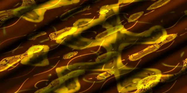 neon tunnel 2:1 univisium 60fps screensaver gold swirl vj loop