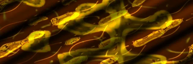 neon tunnel 3:1 triple wide 60fps screensaver yellow vortex vj animation